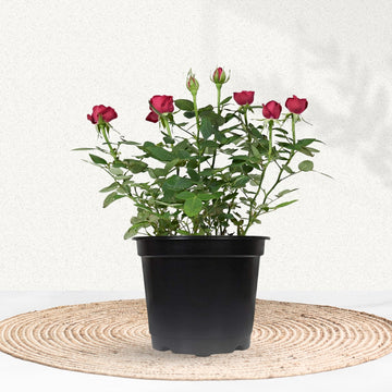 Multi-color rose flowering plant